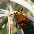 Holzbiene (Xylocopa sonorina)